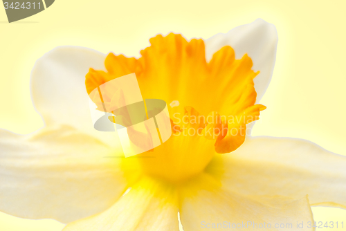 Image of Hyacinth flower