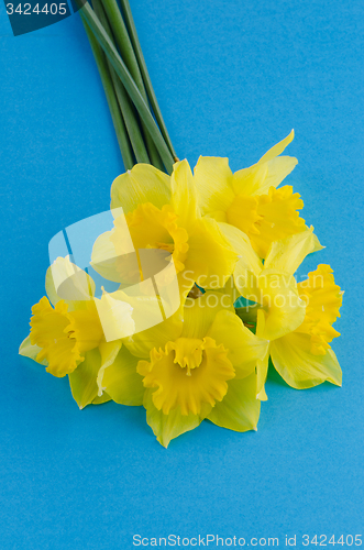 Image of Jonquil flowers