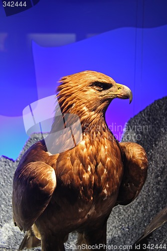 Image of Eagle profile