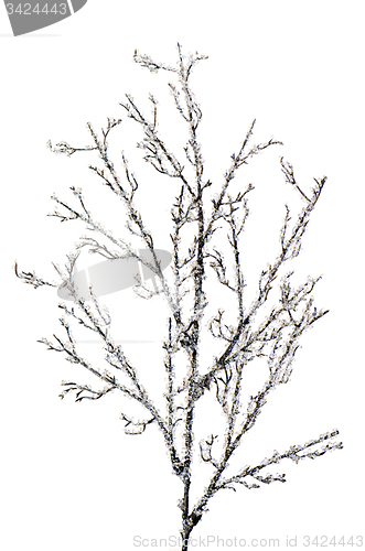 Image of Christmas decoration branch
