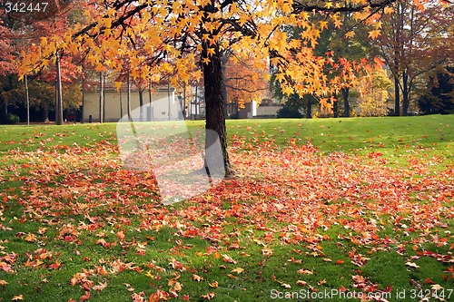 Image of Autumn tree