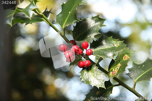 Image of Holly berry and leaves