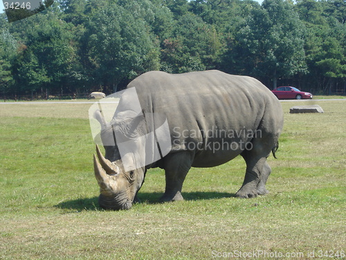 Image of Lonely Rhino