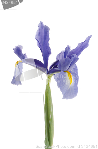 Image of Purple lily flower