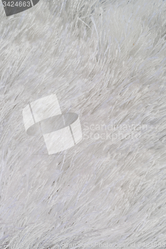Image of White fur