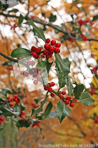 Image of Autumn holly