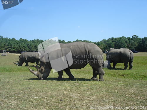 Image of Group of Rhinos