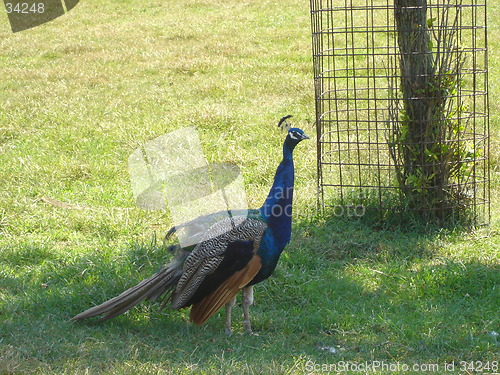 Image of Pretty Peacock