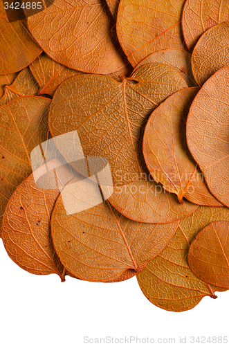 Image of Autumn leaves