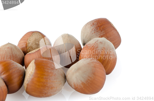 Image of Fresh hazelnuts 