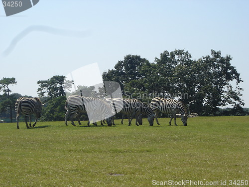 Image of Zebra In The Wild