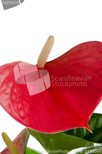 Image of Beautiful Anthedesia anthurium