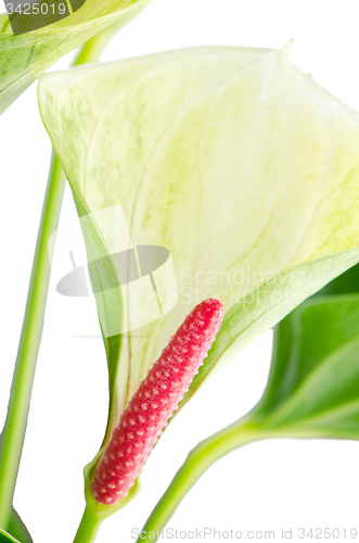 Image of Closeup of anthedesia anthurium