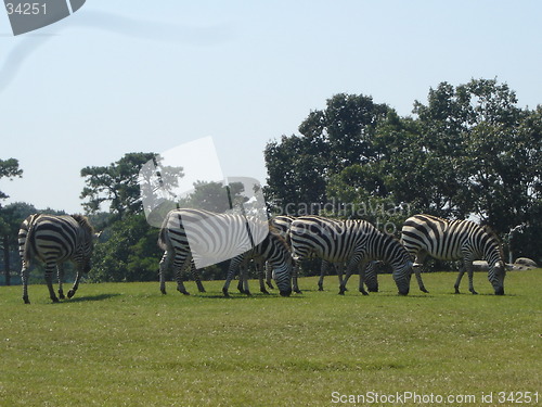 Image of Many Zebra