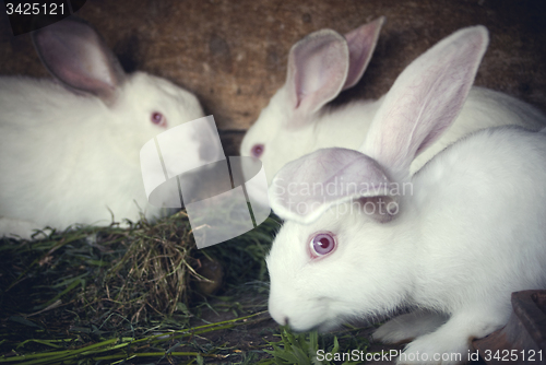 Image of White rabbits in a hutch