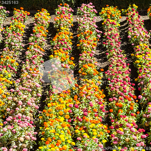 Image of Tagetes garden in spring season