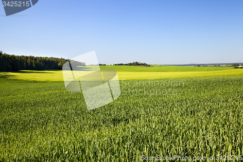 Image of agricultural field  