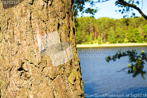 Image of tree bark  and lake