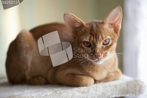 Image of Abyssinian cat  