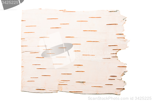 Image of birch bark photographed