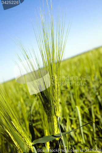 Image of agricultural field 