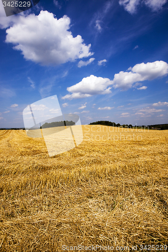 Image of agricultural field  