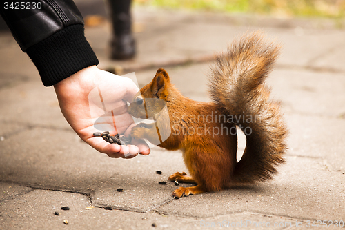 Image of feeding of a squirrel  