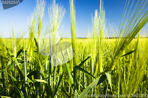 Image of agricultural field  