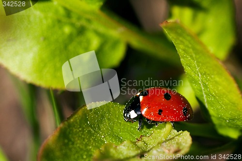 Image of lady bug on leaf