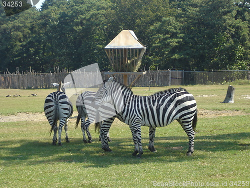 Image of Group of Zebra
