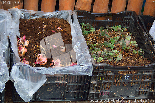 Image of Cornflag bulbs abd strawberry sprouts in boxes