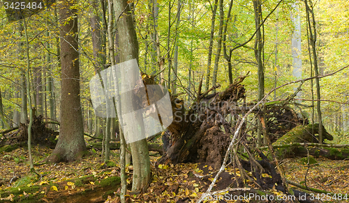 Image of Autumnal forest landscape with broken tree
