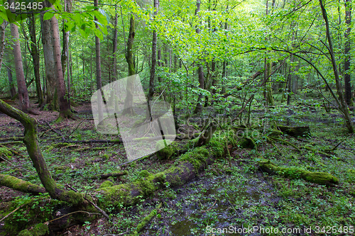 Image of Springtime wet mixed forest with standing water