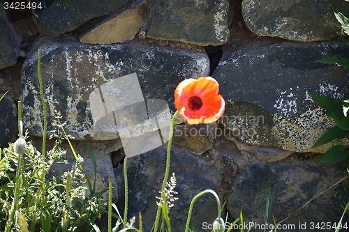 Image of Poppy seed on the grey stones
