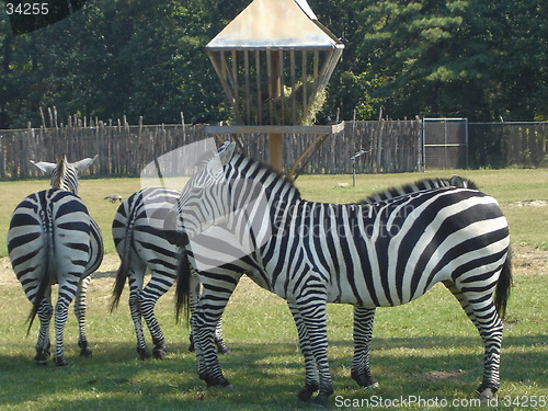 Image of Herd of Zebra