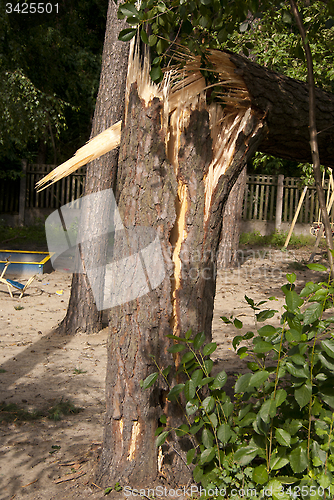 Image of pine tree trunk after the hurricane