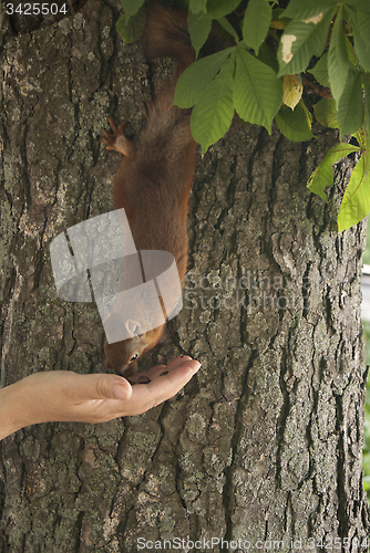 Image of woman feeding a squirre