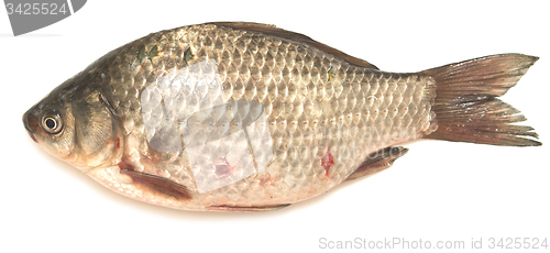 Image of crucian carp