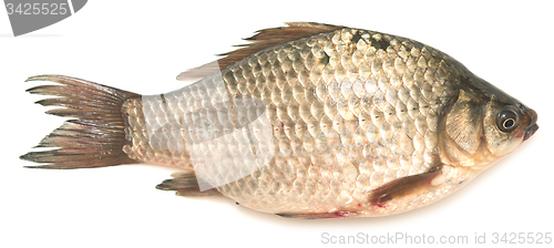 Image of crucian carp