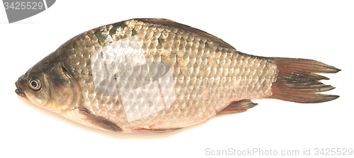 Image of crucian carp