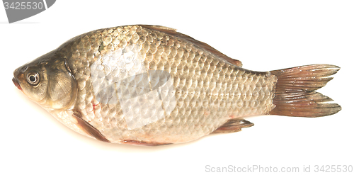 Image of crucian carp