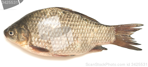 Image of crucian carp