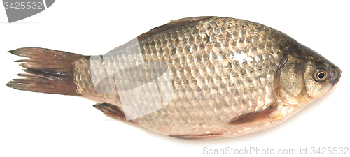 Image of crucian carp