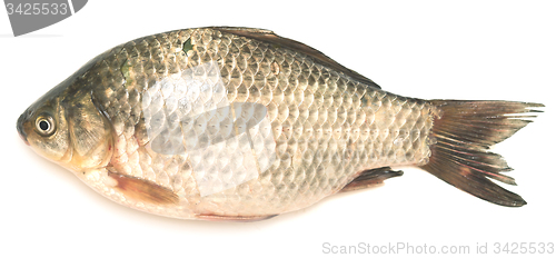 Image of crucian carp