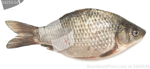 Image of crucian carp