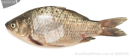 Image of crucian carp