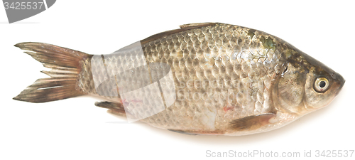 Image of crucian carp