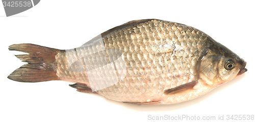 Image of crucian carp