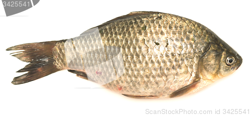 Image of crucian carp