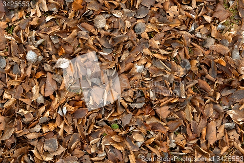 Image of Colorful background of autumn leaves